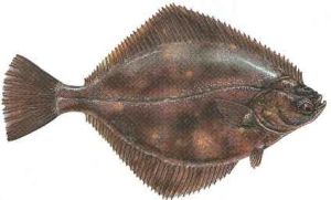 http://www.zpw.pl/fotky/encyklopedia/fladra.jpg