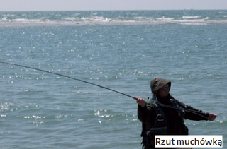 Mucha na Morzu