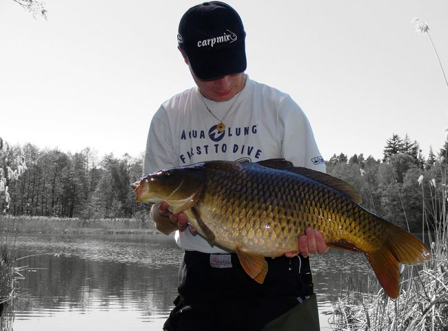 Pełnołuski 7,5 kg z wiosennych trzcin.