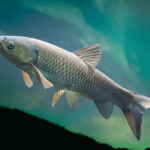 Amur biały: Ryba z Rodziny Karpiowatych