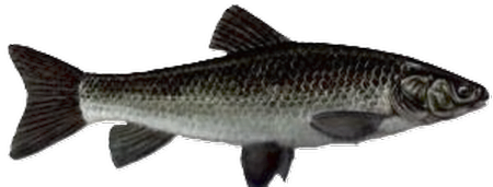 Amur czarny (Mylopharyngodon piceus) 
