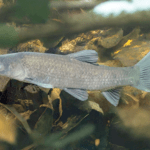 Amur Czarny: Ryba z Rodziny Karpiowatych