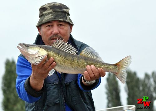 Odrzański Sandacz 2019