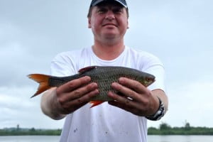 Płoć (Rutilus rutilus) - Roach