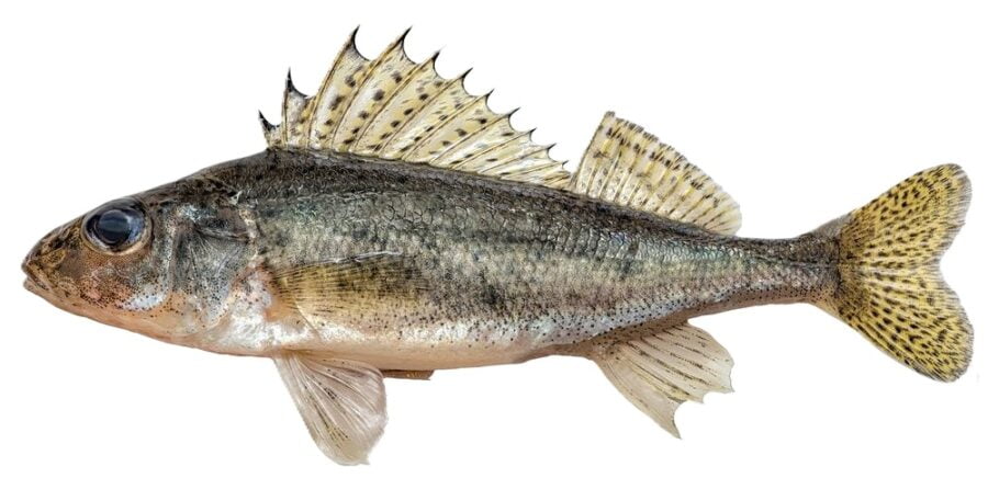 Jazgarz Gymnocephalus cernuus