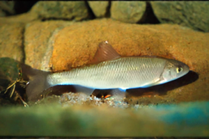 Jelec (Leuciscus leuciscus): Ryba Z Rodziny Karpiowatych