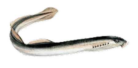 river lamprey