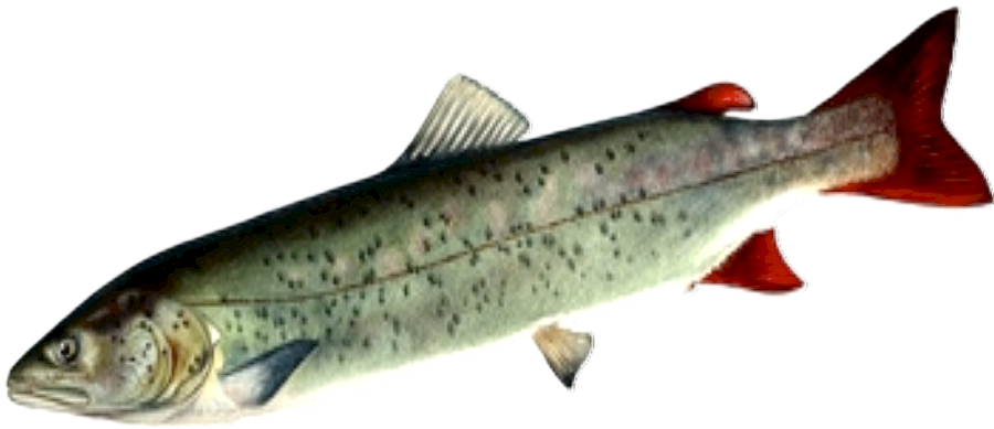 Tajmień