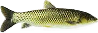 Amur biały