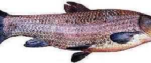 Amur Carny