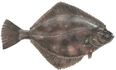 Flądra (Platichthys flesus): Anatomia, Ekologia i Znaczenie