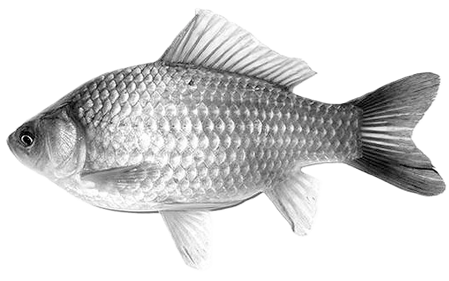 Karaś srebrzysty (Carassius gibelio)