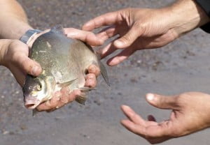surfcasting