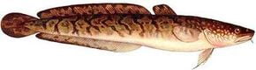 Miętus (Lota lota) - Burbot