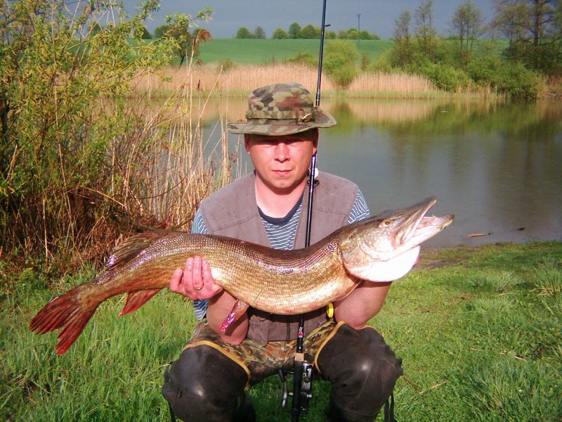 Szczupak pospolity (Esox lucius) - Pike - Ryba naszych wód