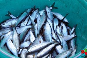 Wędzenie ryb - Domowy sposób na wędzenie uklei po trzebiatowsku