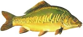 Karp