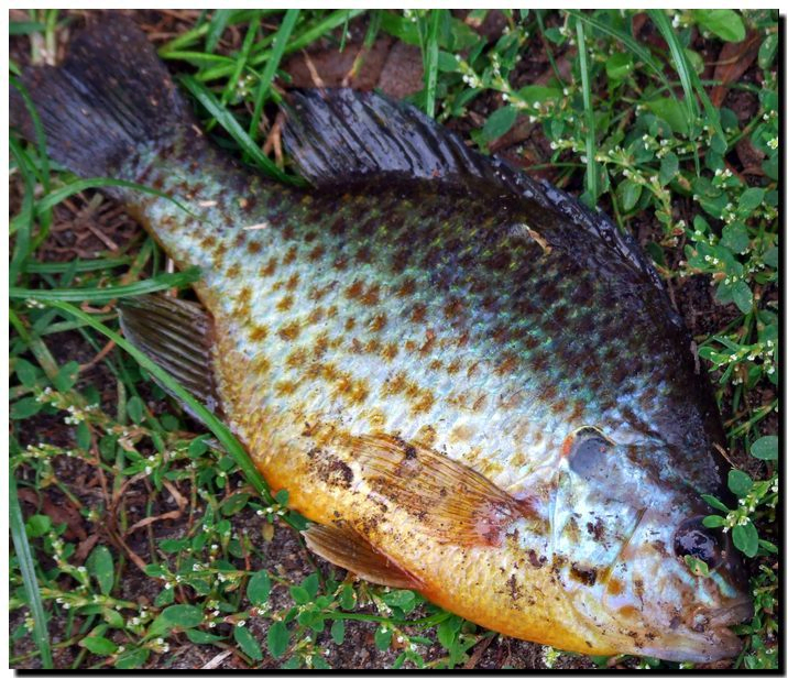 Bass Słoneczny