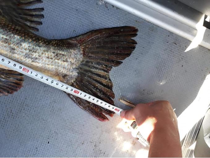 Okaz z Naszych Wód - zębacz 13 kilogramów