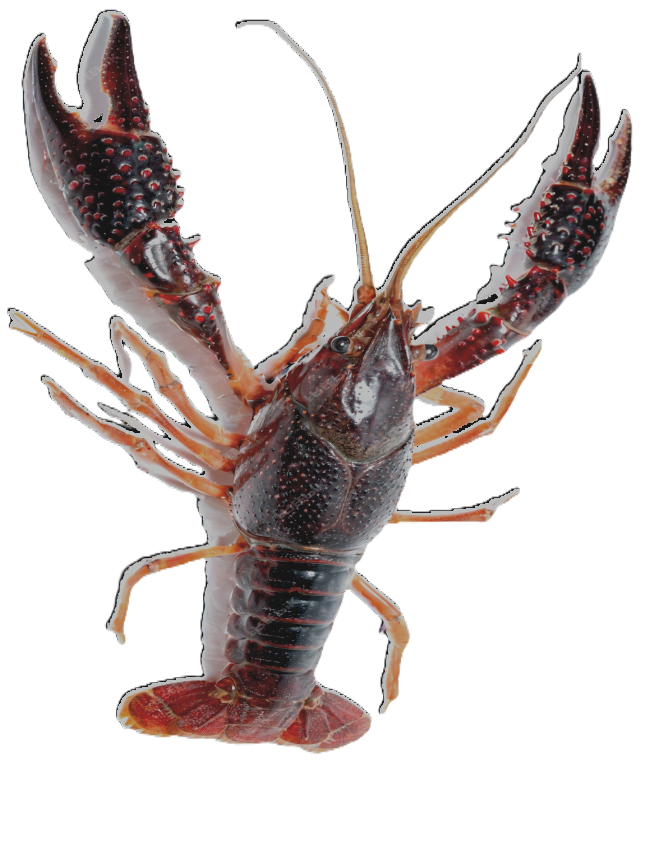 Procambarus clarkii Rak