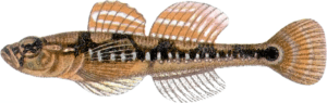 babka czarnoplamka