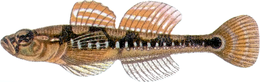 babka czarnoplamka