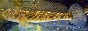 babka łysa