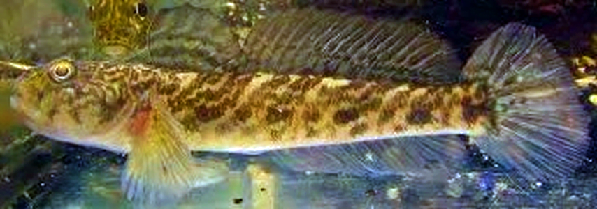 babka łysa