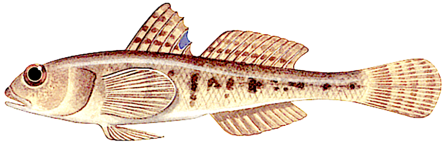 babka mała