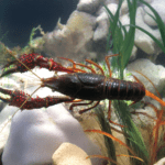 Rak luizjański Procambarus clarkii