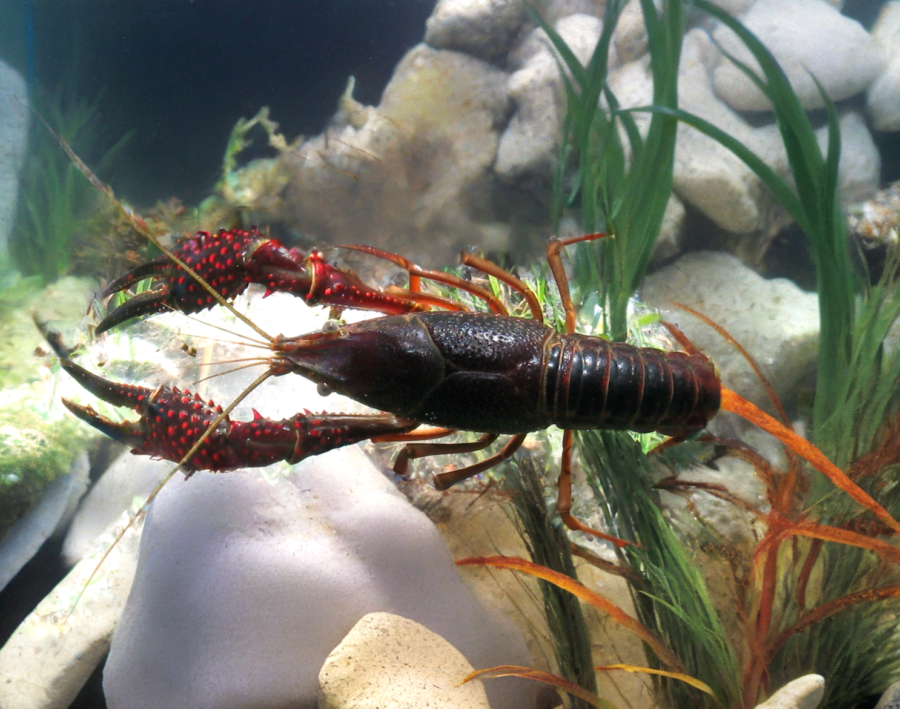 Rak luizjański Procambarus clarkii