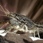 Rak marmurkowy (Procambarus fallax forma virginalis)