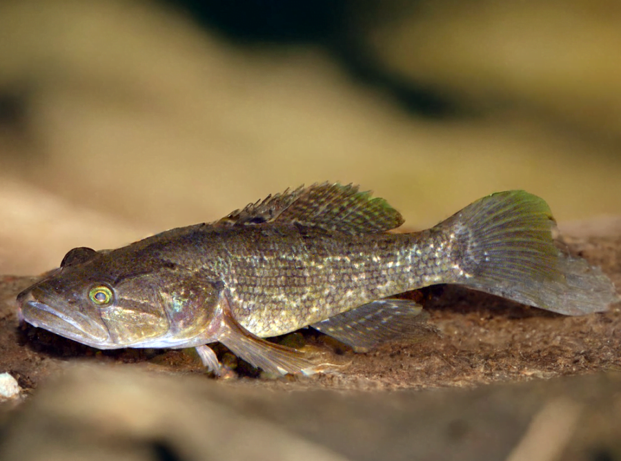 Perccottus glenii (trawianka)