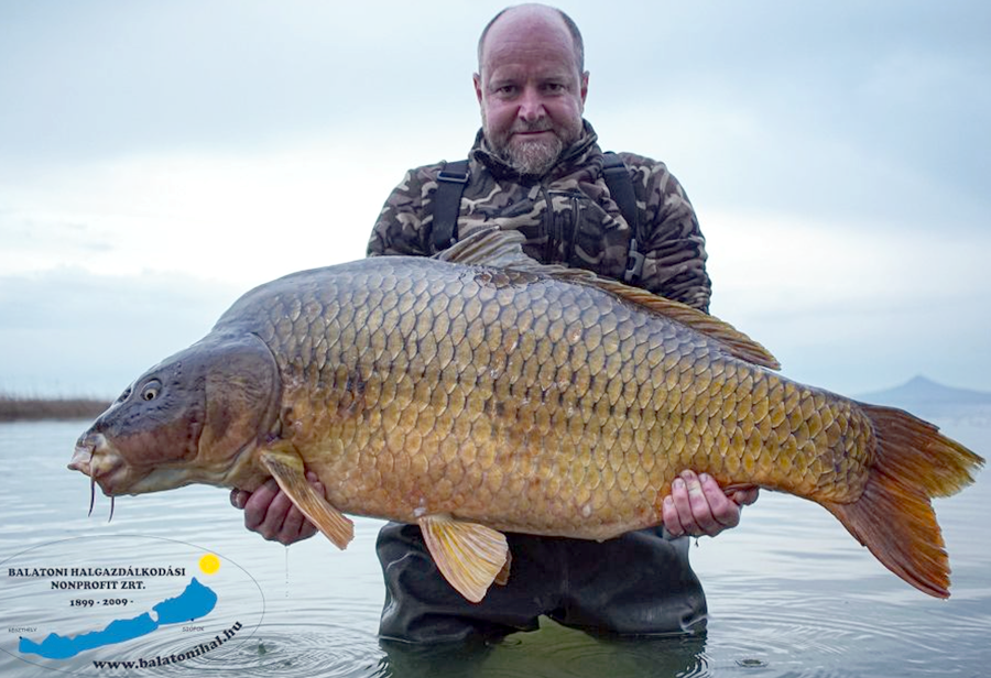 rekordowy karp Balatonu